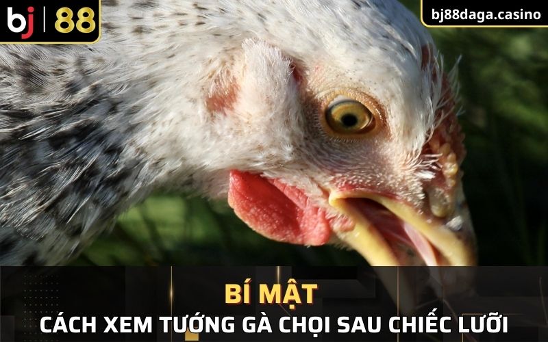 Bí mật cách xem tướng gà chọi sau chiếc lưỡi 