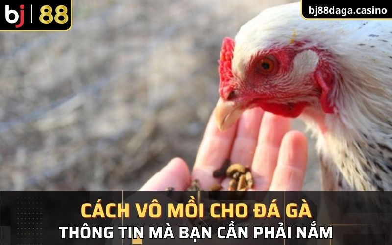 thông tin có liên quan đến cách vô mồi cho đá gà