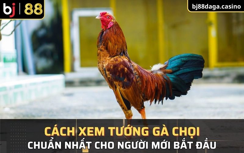 Cách xem tướng gà chọi là chủ đề rộng lớn