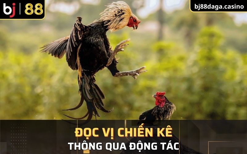 Đọc vị chiến kê qua động tác 