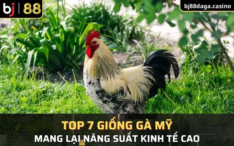 Top 7 giống gà Mỹ mang lại năng suất kinh tế cao