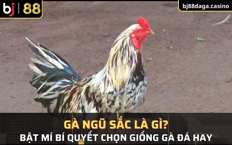 thông tin có liên quan đến gà ngũ sắc là gì