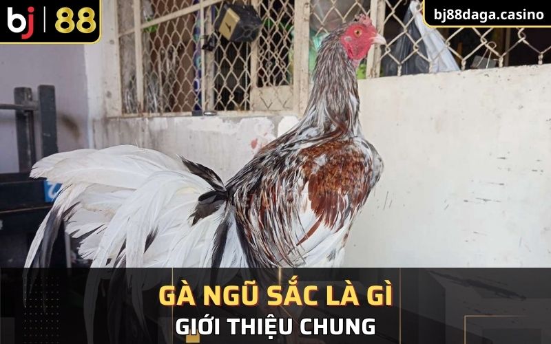 Gà ngũ sắc là gì - Giới thiệu chung