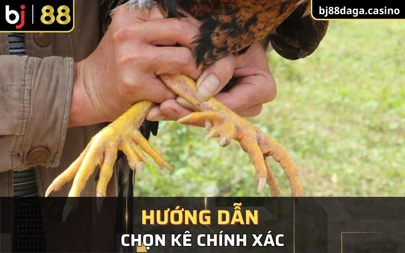 Hướng dẫn chọn kê chính xác