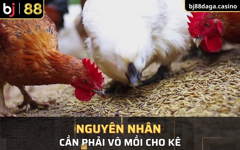 Nguyên nhân cần phải vô mồi cho kê