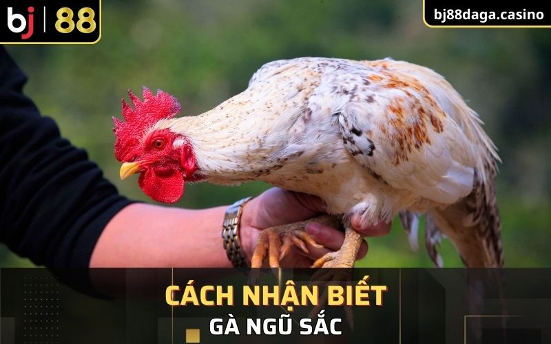 Nhận biết gà ngũ sắc