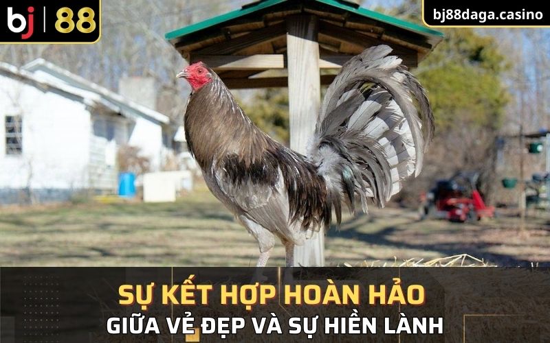 Sự kết hợp hoàn hảo giữa vẻ đẹp và sự hiền lành