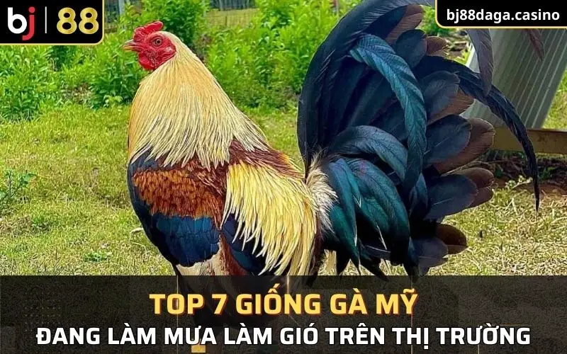 Trên đây là top 7 giống gà Mỹ nổi bật nhất thế giới