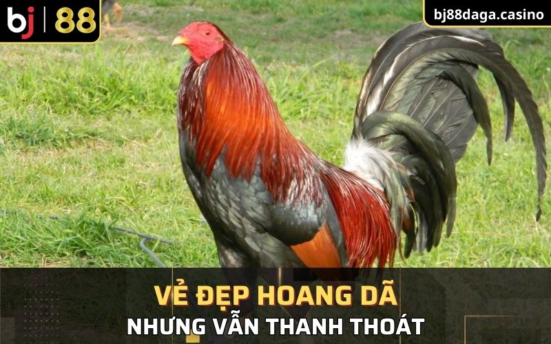 Vẻ đẹp hoang dã nhưng thanh thoát 