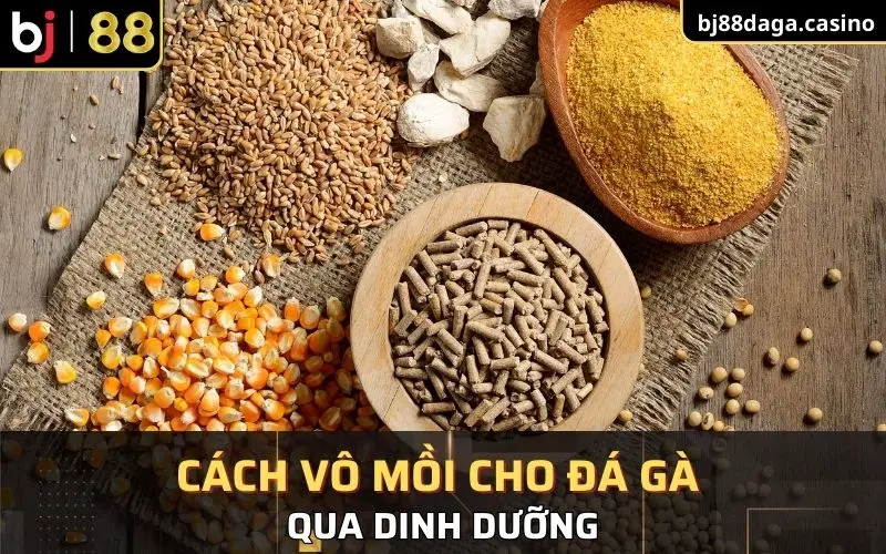 Cách vô mồi cho đá gà qua dinh dưỡng