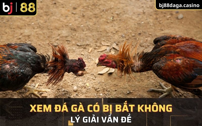 Lý giải xem đá gà có bị bắt không