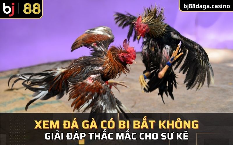 giải đáp cho câu hỏi xem đá gà có bị bắt không